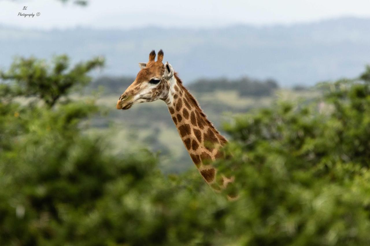 Woodbury Tented Camp - Amakhala Game Reserve Exterior foto